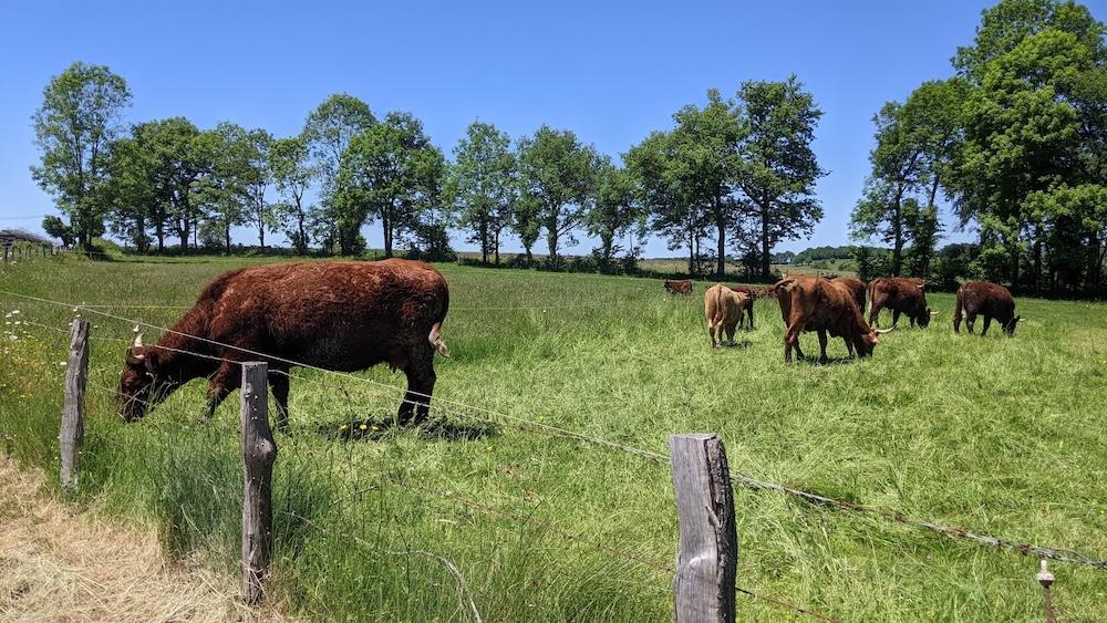 Cantal 7